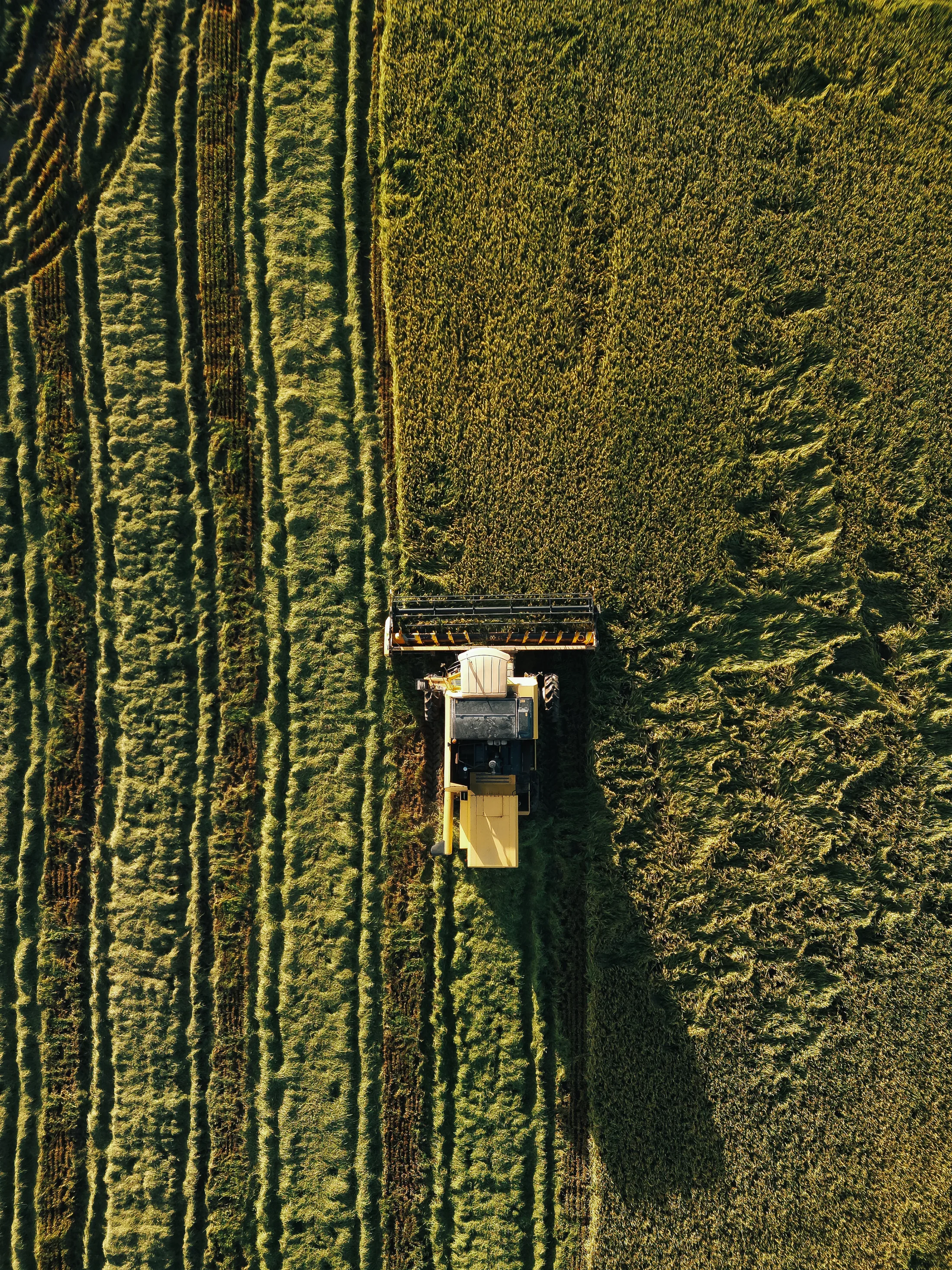 Vista aérea de plantação em fase de desenvolvimento